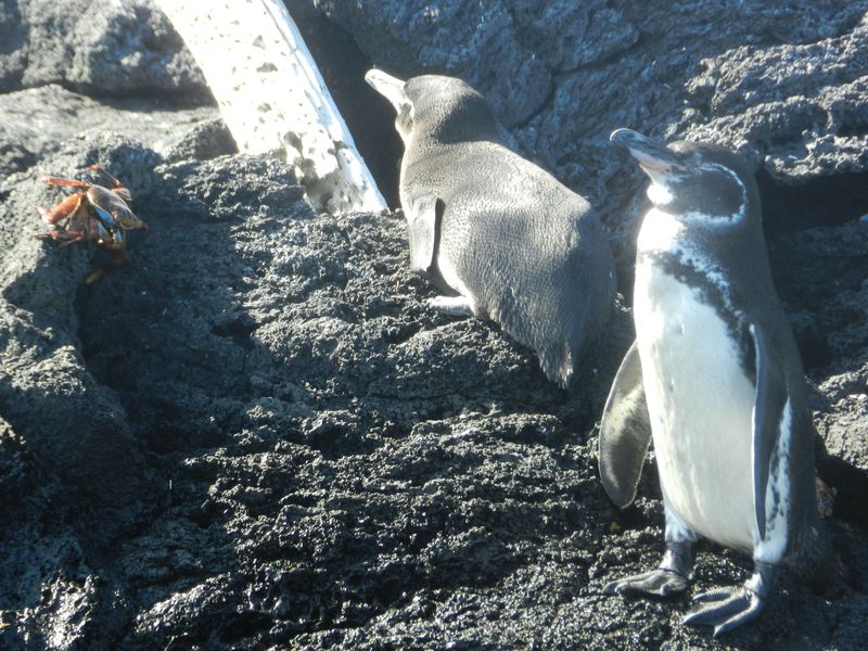 Galapagos Penguin 