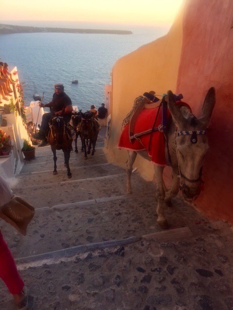 If you don't want to walk, you can always take the donkeys!